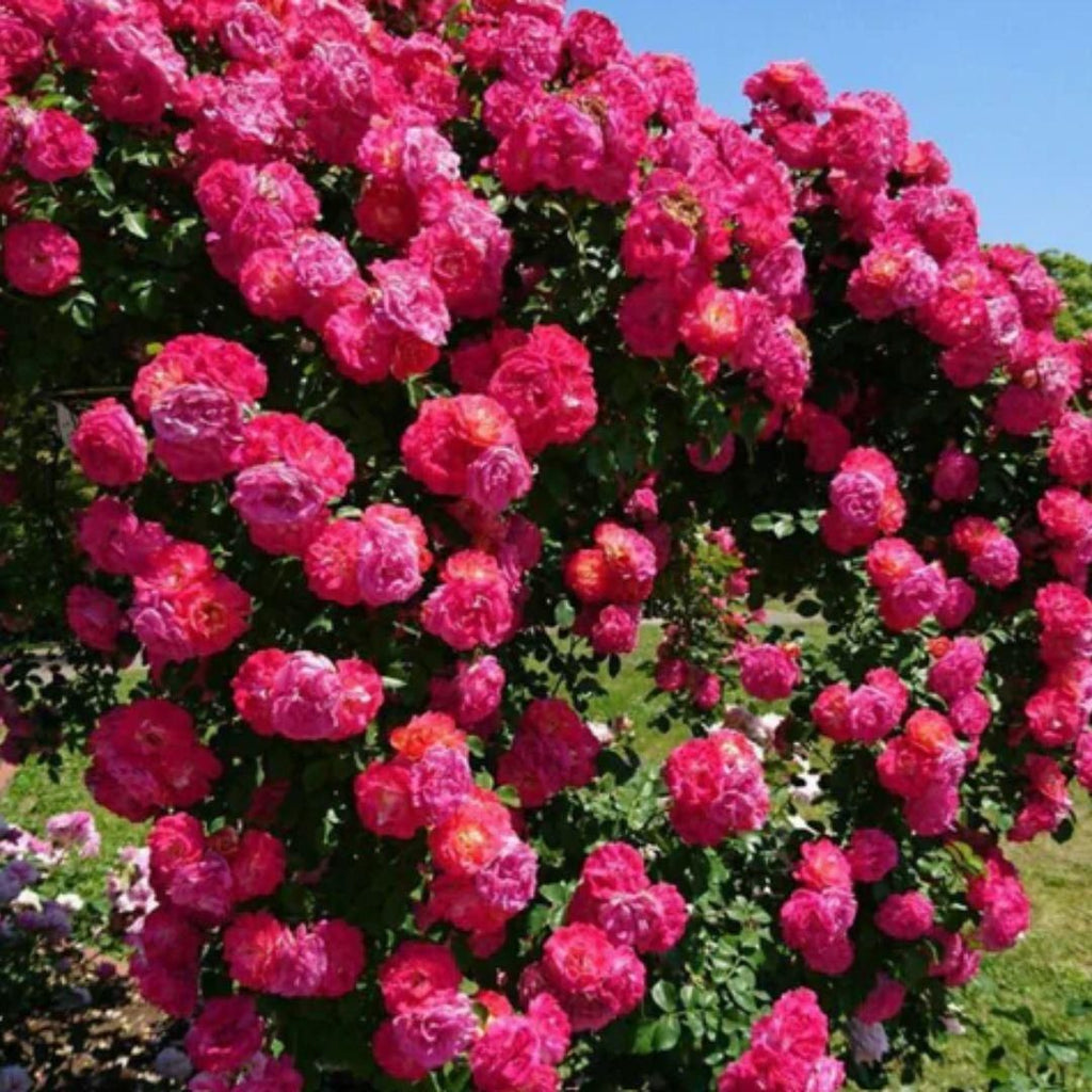Elegant Climbing Rose Seeds for Vibrant Garden Transformations - Clothovia