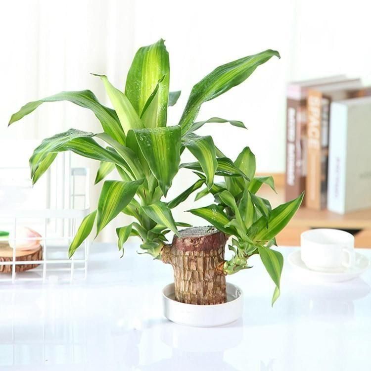 Brazilian Lucky Wood mini plant for air purification and home décor."