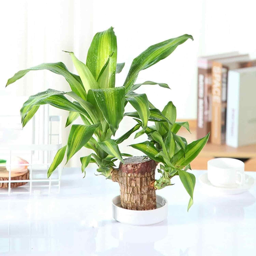 Brazilian Lucky Wood mini home plant decoration with basin, little monk, and decorative accents, ideal for interior décor and air purification.






